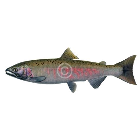 Coho Salmon, spawning female