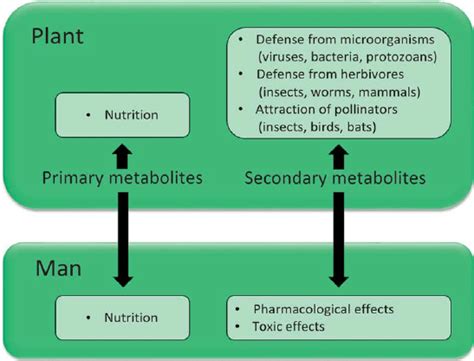 Functions of primary and secondary plant metabolites. | Download ...