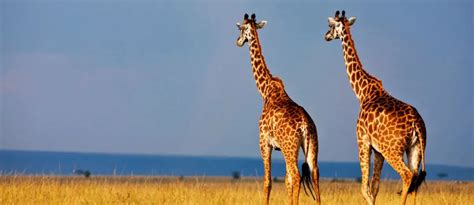 East Africa - A Rich Culture and Spectacular Safaris