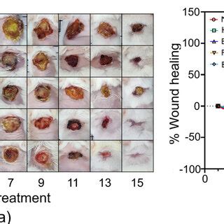 Wound healing recovery of an abrasion skin infection model. A) The skin... | Download Scientific ...