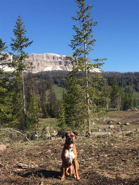 Brooks Lake Campground | Dubois, WY