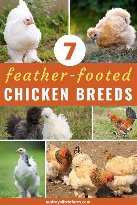 7 Best Feather Footed Chicken Breeds - Audrey's Little Farm