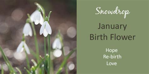 Birth flowers and their meanings