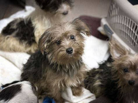 80 Yorkies Now Available For Adoption: San Diego Humane Society | Poway, CA Patch