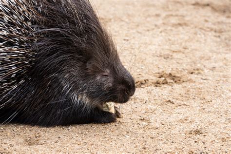 CAPE PORCUPINE - BCA Zoo