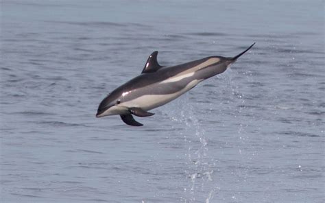 Atlantic White-Sided Dolphin (Lagenorhynchus acutus) | Dolphins World