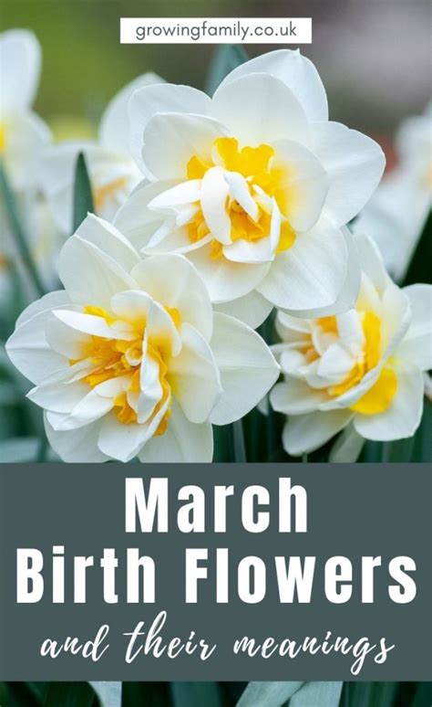 March Birth Month Flower