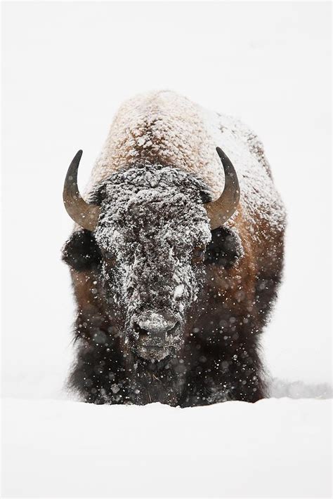 138 best images about Buffalo pics on Pinterest | American bison, Snow ...