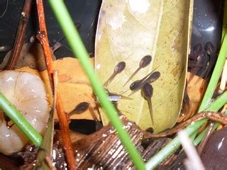 Striped marsh frog tadpoles - day 3 | Growing and active, ta… | Flickr