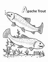 Apache Trout Mating Coloring Pages  Best Place To Color Fish sketch template