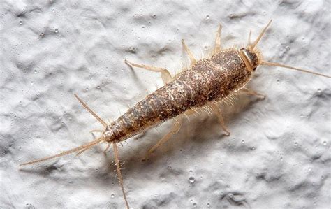 What Do Baby Silverfish Look Like - Katynel