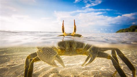 Crab In Clear Water HD Animals Wallpapers | HD Wallpapers | ID #49414