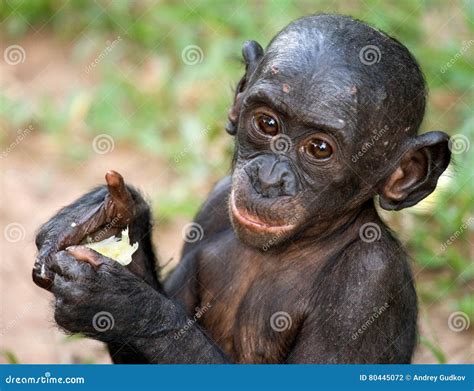 Portrait of a Baby Bonobo. Democratic Republic of Congo. Lola Ya BONOBO ...