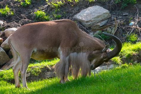 The Maned Ram is an Artiodactyl Mammal from the Bovid Family. Stock Image - Image of large ...