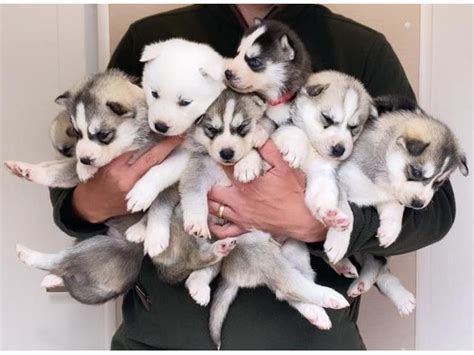 adorable husky puppies Springfield - Puppies for Sale Near Me