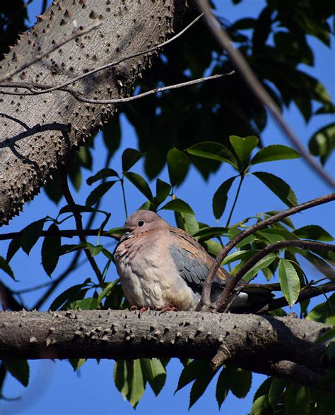 2023 Laughing dove DSC 4757 by brianvds on DeviantArt