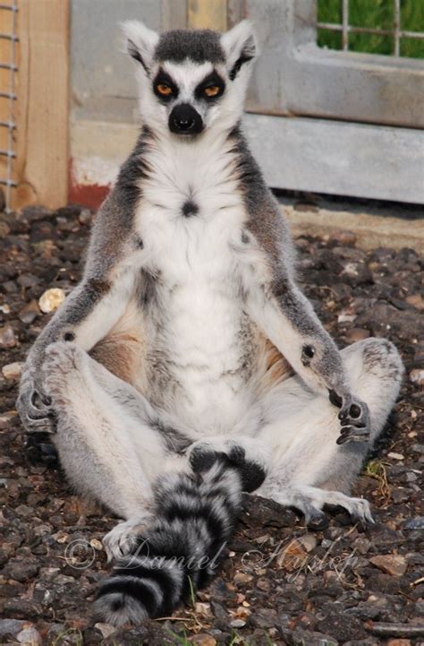 A lemur tuned out from his usually hectic monkey day to meditate at a ...