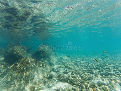 Underwater Marine Life on Coral Reefs Stock Illustration - Illustration of marine, reef: 143658456