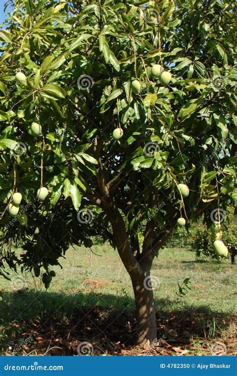 Mango Tree Stock Photo - Image: 4782350