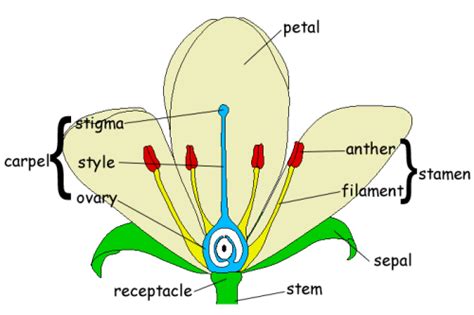 GCSE Biology: Structure of a Flower