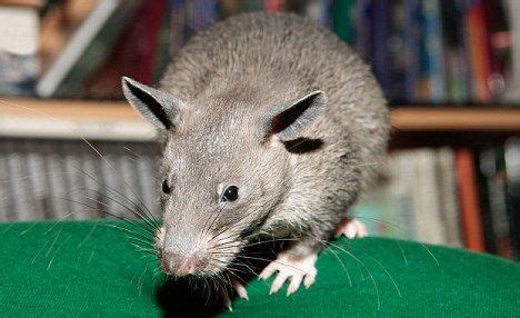 The Beast of the Bronx: Three-foot rat 'found in New York City shoe shop' | Rats, Rat species ...