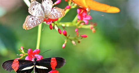 Summer fun: Visit Butterfly Wonderland near Scottsdale