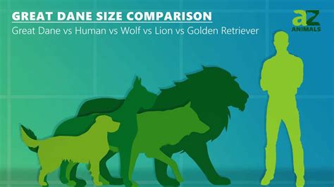 Great Dane Size Comparison: Is This the Largest Dog? - A-Z Animals