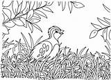 20  Quail Coloring Pages Free Printable PDF & Online sketch template