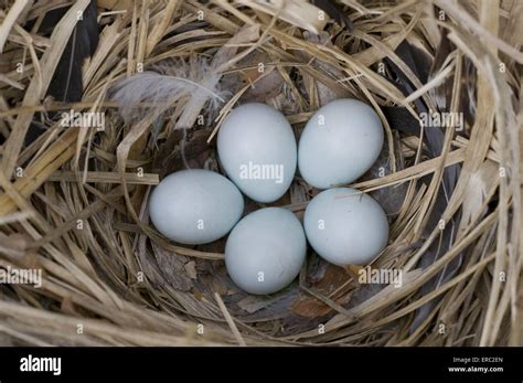 European starling eggs Stock Photo: 83243965 - Alamy