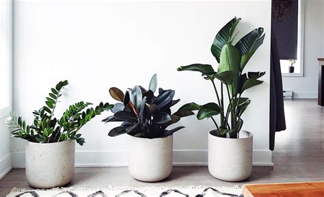 The Best Air-Purifying Home Office Plants To Improve Wellbeing | me time away