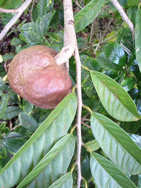 National Tropical Botanical Garden | Annona reticulata - Plant Detail - Tropical Plants Database