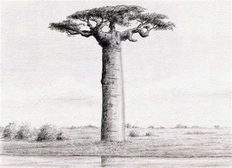 Baobab Tree Sketch at PaintingValley.com | Explore collection of Baobab Tree Sketch