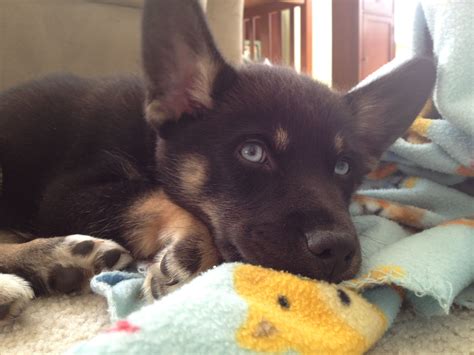 German Shepherd - Husky mix puppy. Look at those amazing blue eyes ...