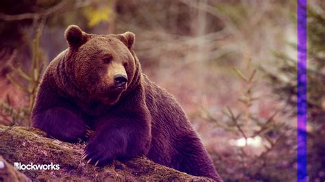 Bear Market Puts Coinbase CEO’s $3.7B Compensation in Deep Hibernation
