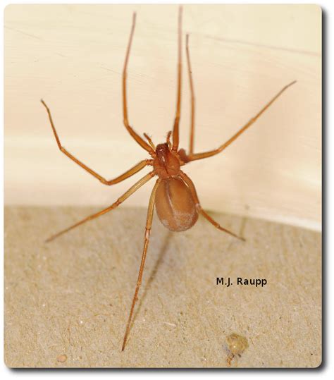 Capitol spiders - Mediterranean recluse, Loxosceles rufescens — Bug of ...