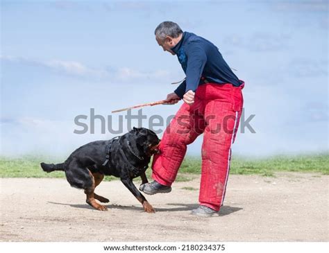 699 Rottweiler Bite Images, Stock Photos & Vectors | Shutterstock