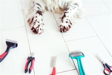 7 DIY Dog Grooming Tips You Need To Know (And Why)