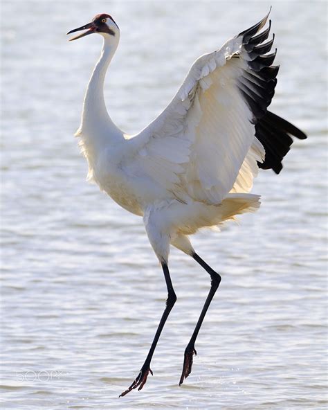 Whooping Crane - Whooping It Up by Tony Beck on 500px | Birds, Pet birds, Bird life list