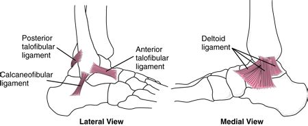 Deltoid Ligament Sprain and Tear: Symptoms and Treatments | New Health Advisor