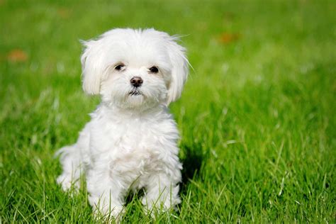 Maltese Dog Breed » Information, Pictures, & More