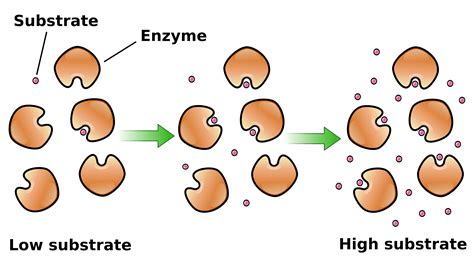 Enzyme Cartoon Images - Enzyme Clipart 20 Free Cliparts | Bodendwasuct