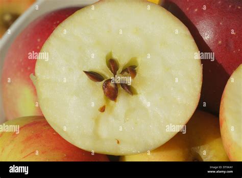 Apple seeds hi-res stock photography and images - Alamy