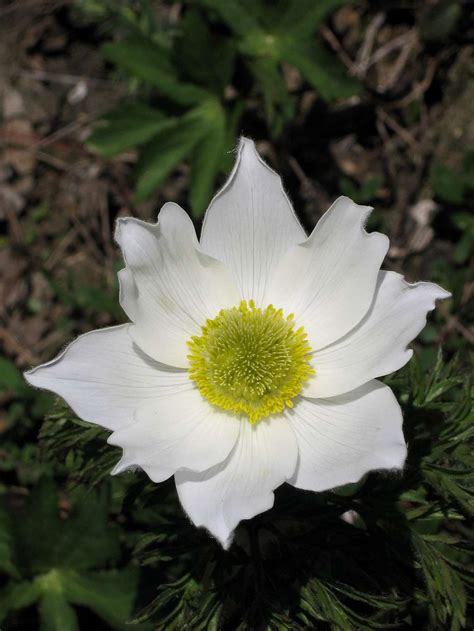 Wild Flowers of the Jungfrau Region Switzerland : Photo Albums : SummitPost