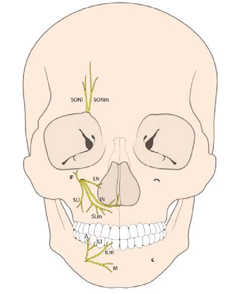 Three major sensory nerves of trigeminal nerve on the face ...