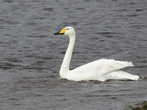 Whooper Swan by David Tattersley - BirdGuides