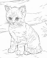 Cat Coloring Pages For Adults  Best Kids sketch template