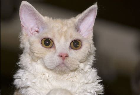 Selkirk Rex Kittens for Sale & Cats for Adoption | Sweetie Kitty - 2022 | Selkirk rex kittens ...