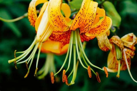 How To Plant Lily Bulbs ~ Garden Down South