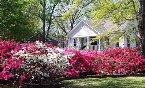 Encore Azaleas: Growing Them in Georgia - Oasis Landscapes