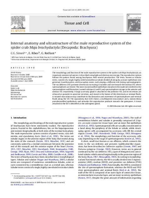 (PDF) Internal anatomy and ultrastructure of the male reproductive system of the spider crab ...